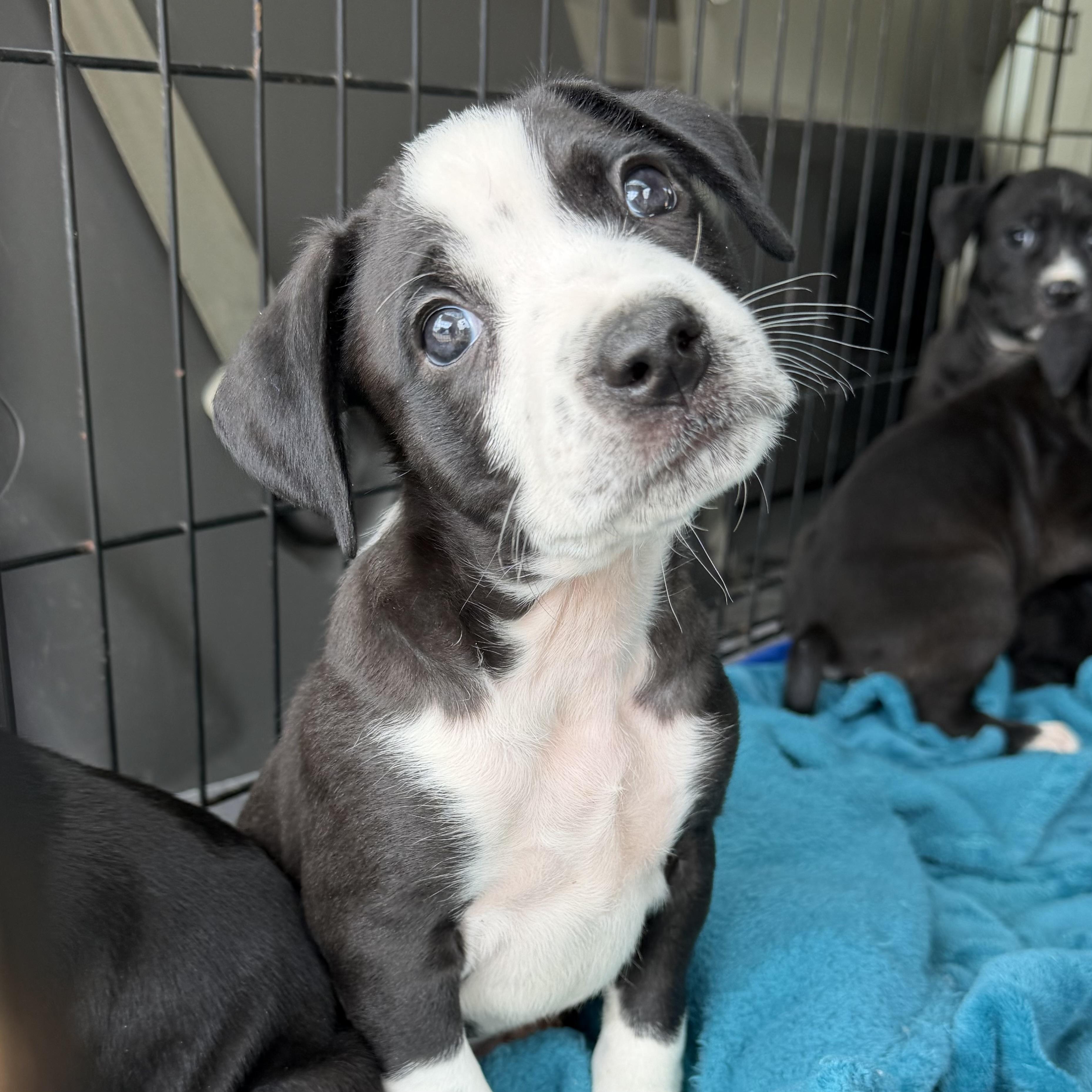 Enlarge Palmer's, a ADOPTABLE mixed breed in Columbia, SC image 2/4