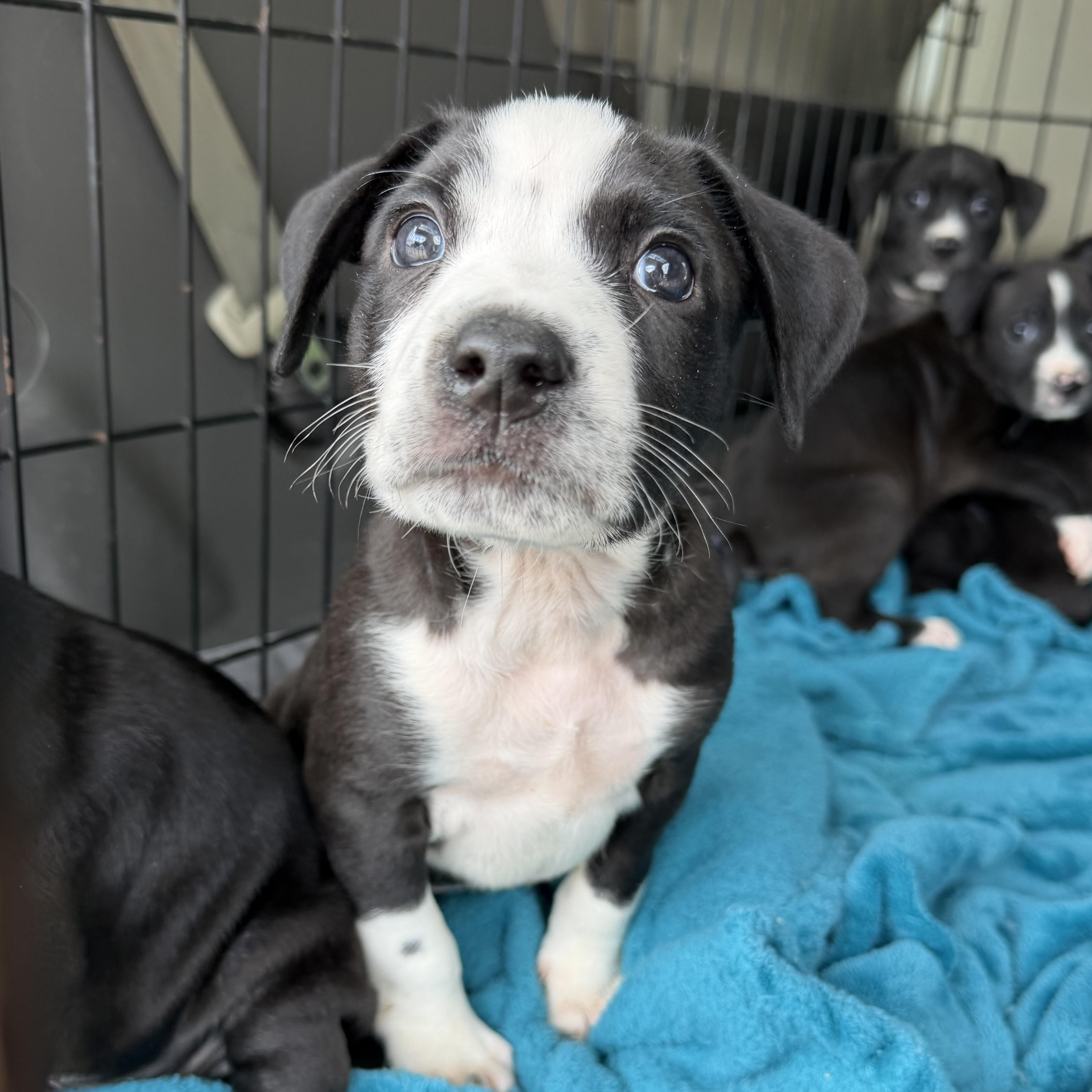 Enlarge Palmer's, a ADOPTABLE mixed breed in Columbia, SC image 3/4