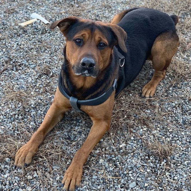 Mopar, Adoptable, Adult Male Rottweiler & German Shepherd Dog.