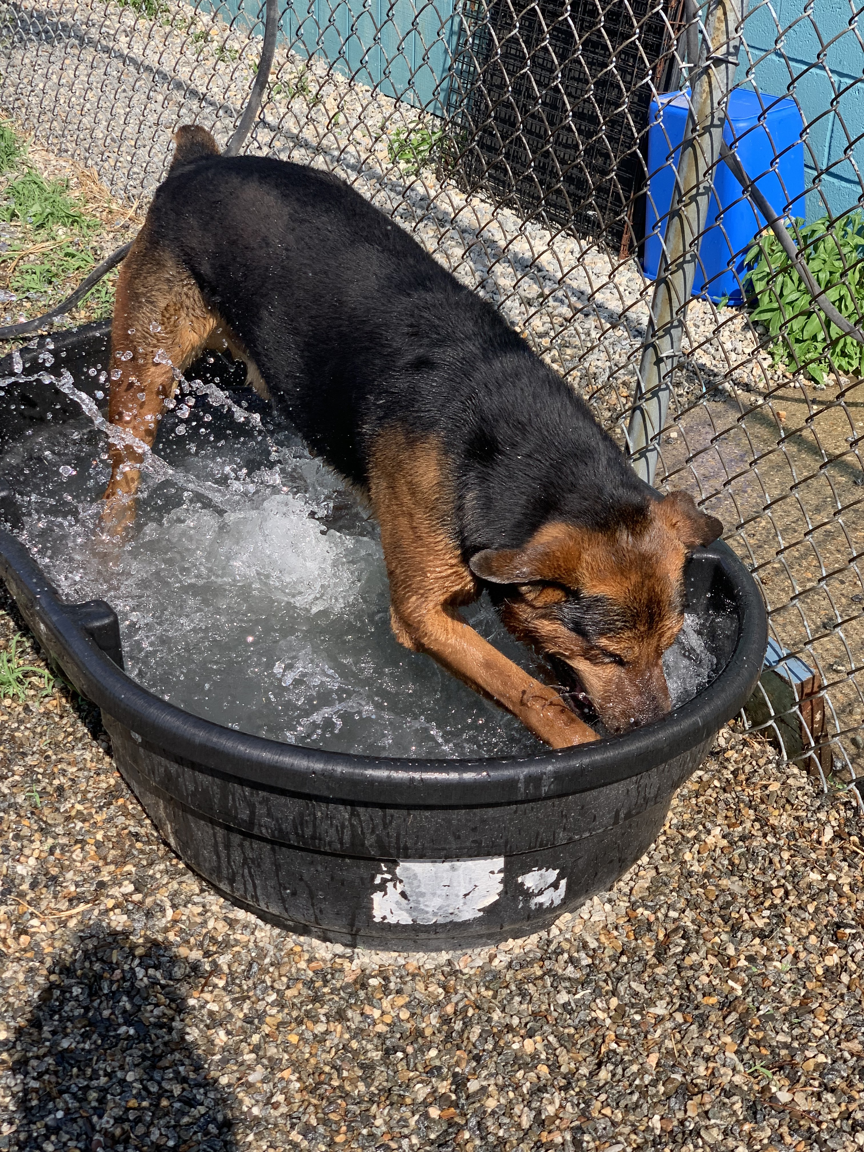 Mopar, a Adoptable mixed breed in Willimantic, CT image 3/17