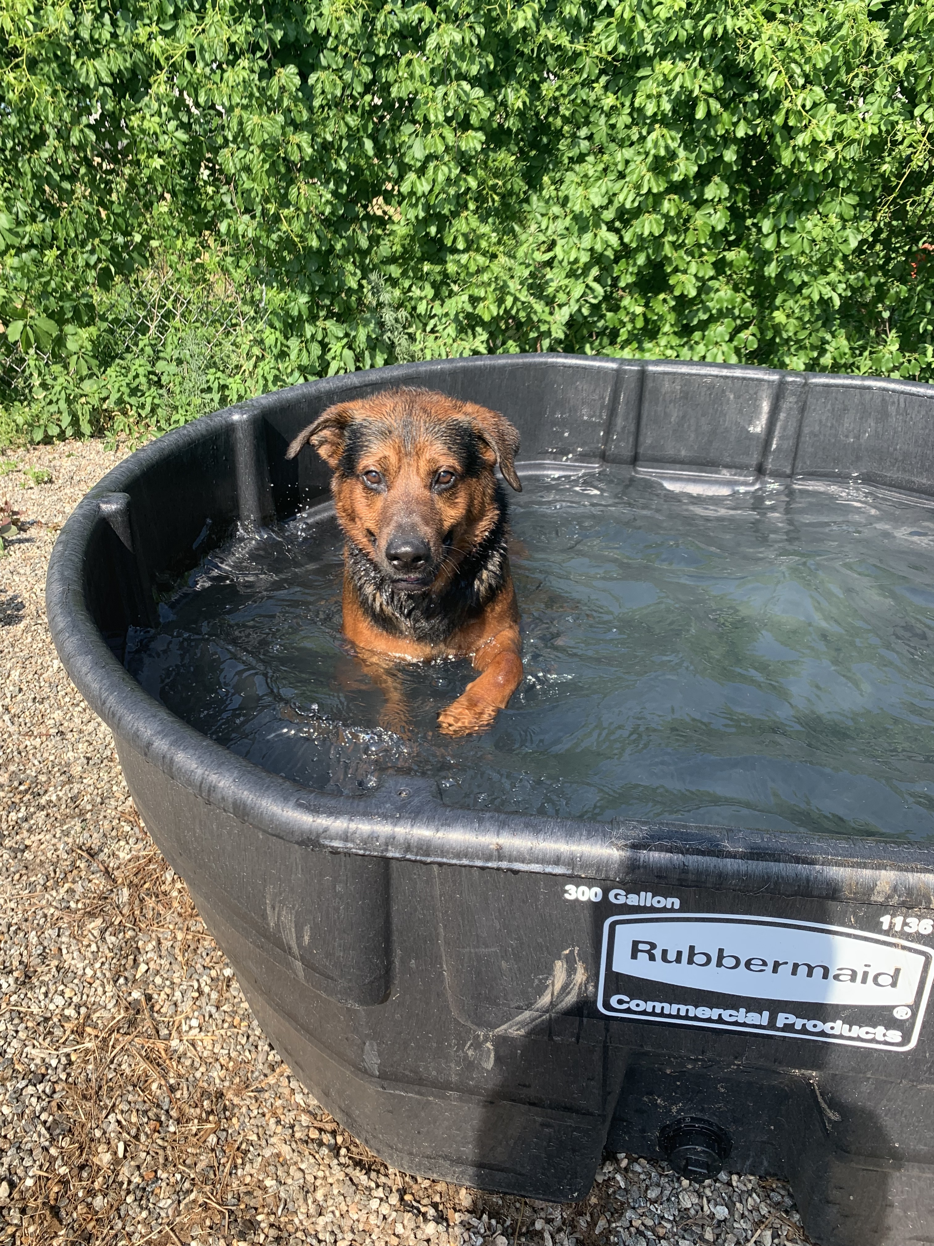 Mopar, a Adoptable mixed breed in Willimantic, CT image 4/17
