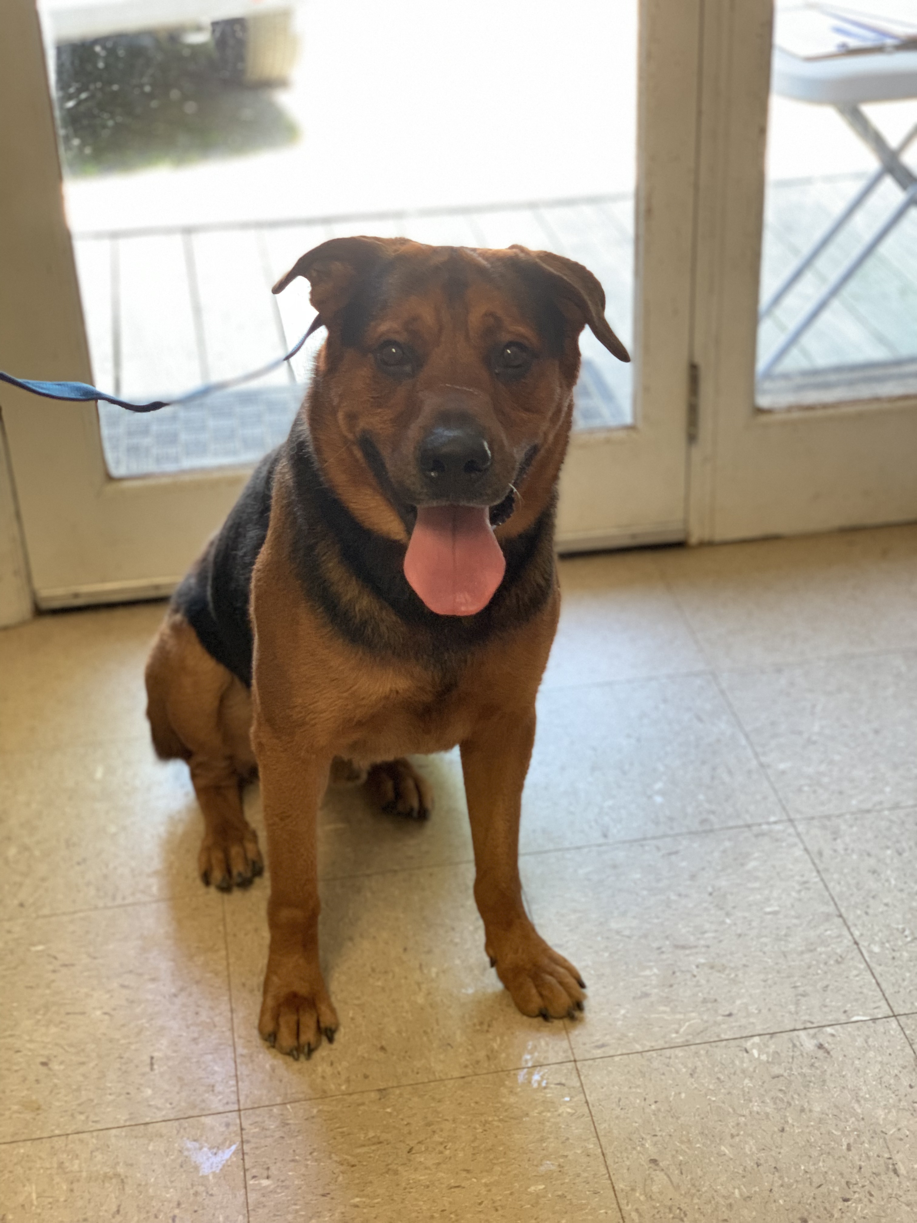 Mopar, a Adoptable mixed breed in Willimantic, CT image 5/17