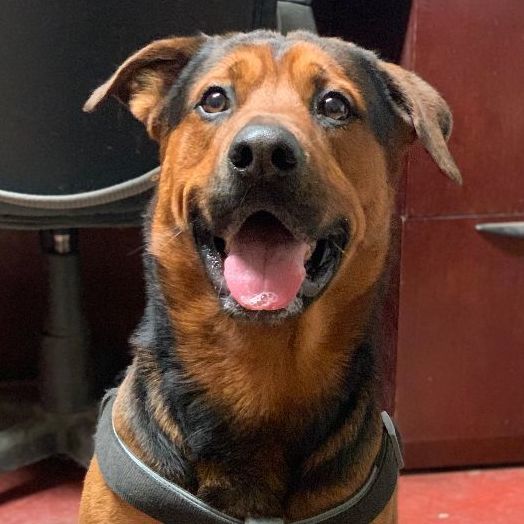 Mopar, a Adoptable mixed breed in Willimantic, CT image 6/17