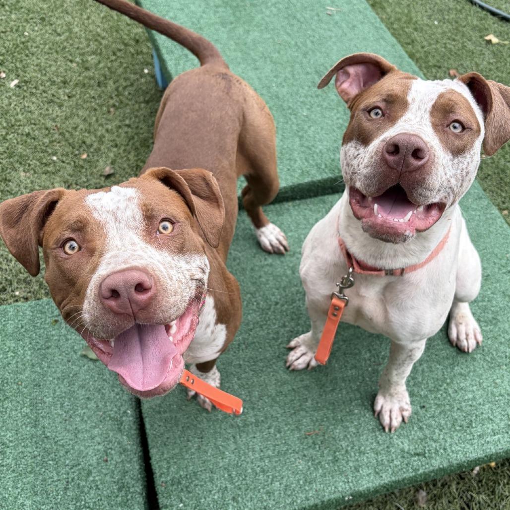 Enlarge Cream, a Adoptable Pit Bull Terrier in Baltimore, MD image 1/6
