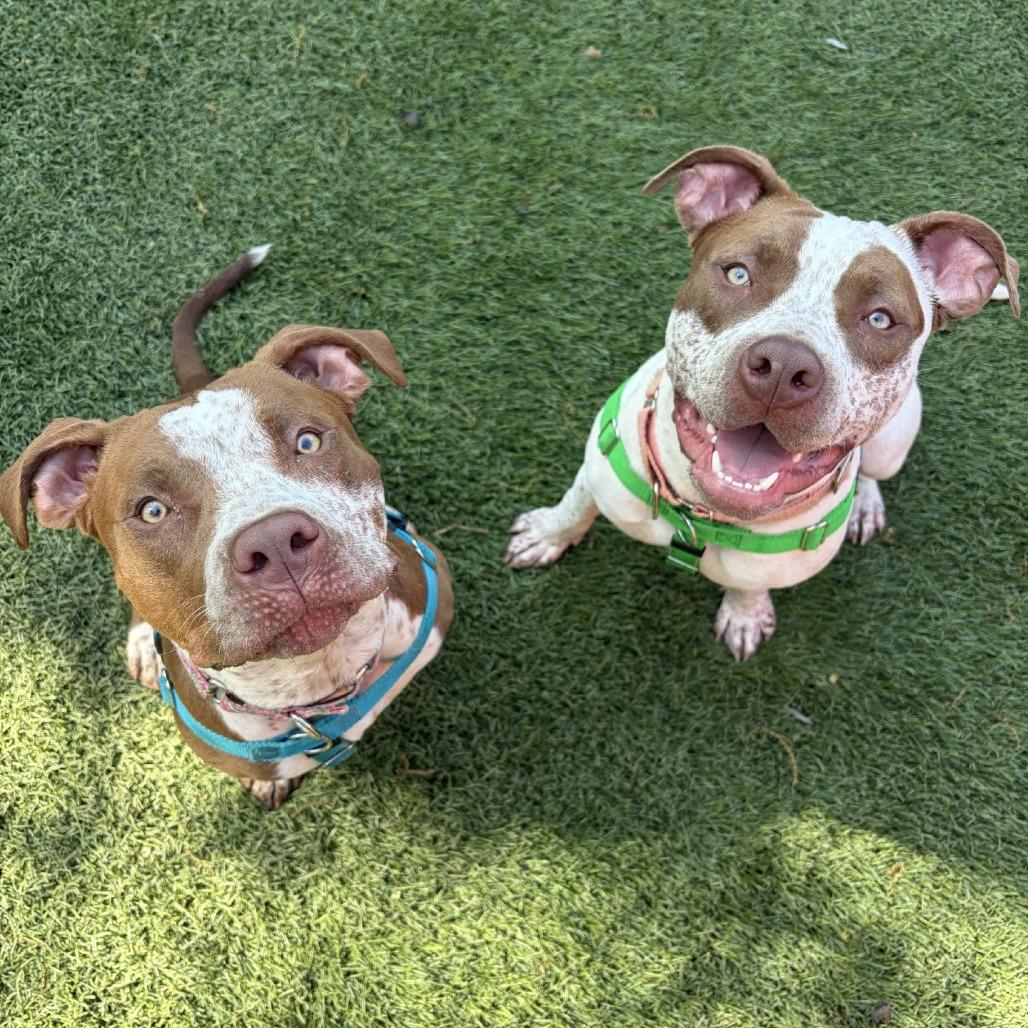 Enlarge Cream, a Adoptable Pit Bull Terrier in Baltimore, MD image 3/6