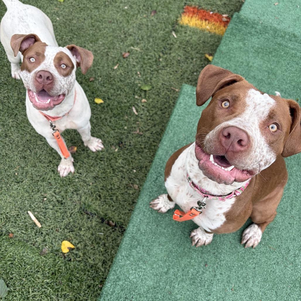Enlarge Cream, a Adoptable Pit Bull Terrier in Baltimore, MD image 5/6