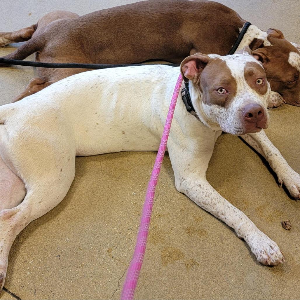 Enlarge Cream, a Adoptable Pit Bull Terrier in Baltimore, MD image 6/6