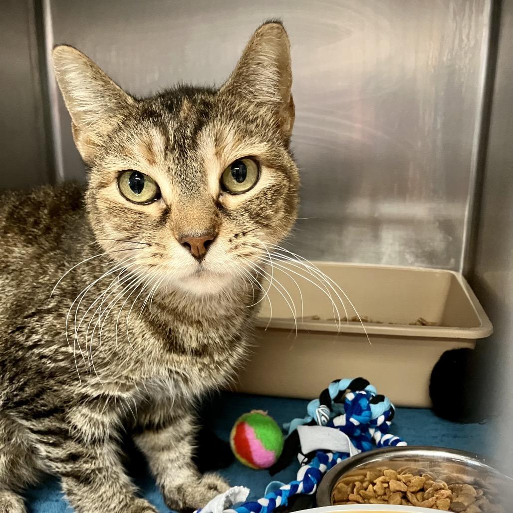 Enlarge 1487-C26, a Adoptable Domestic Short Hair in Port Charlotte, FL image 1/1