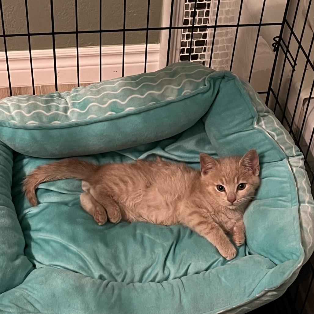Ranger, Adoptable, Young Male Domestic Short Hair.