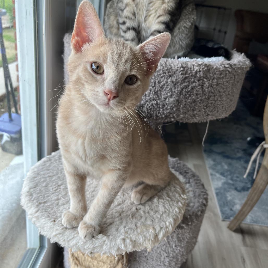 Ranger, a Adoptable Domestic Short Hair in Fresno, CA image 2/4