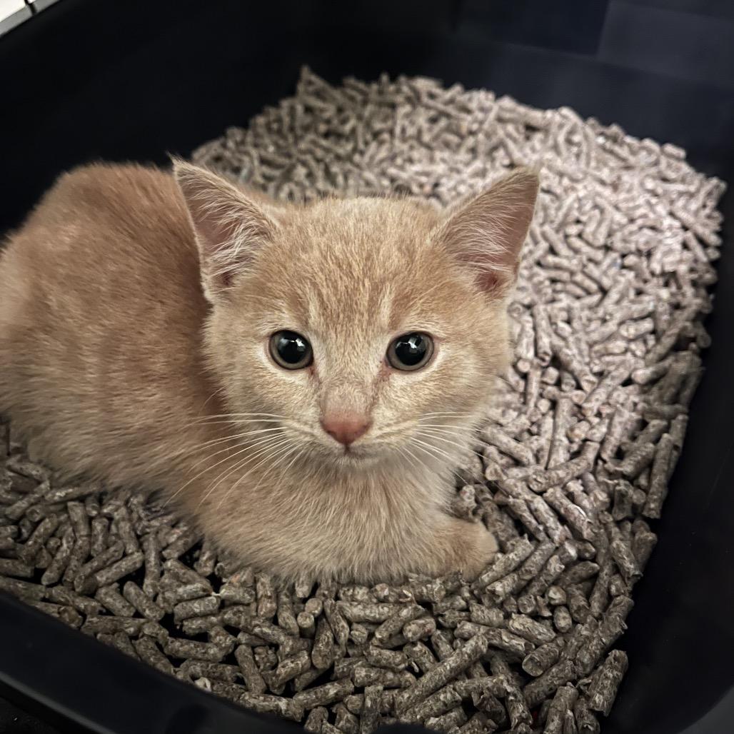 Ranger, a Adoptable Domestic Short Hair in Fresno, CA image 3/4