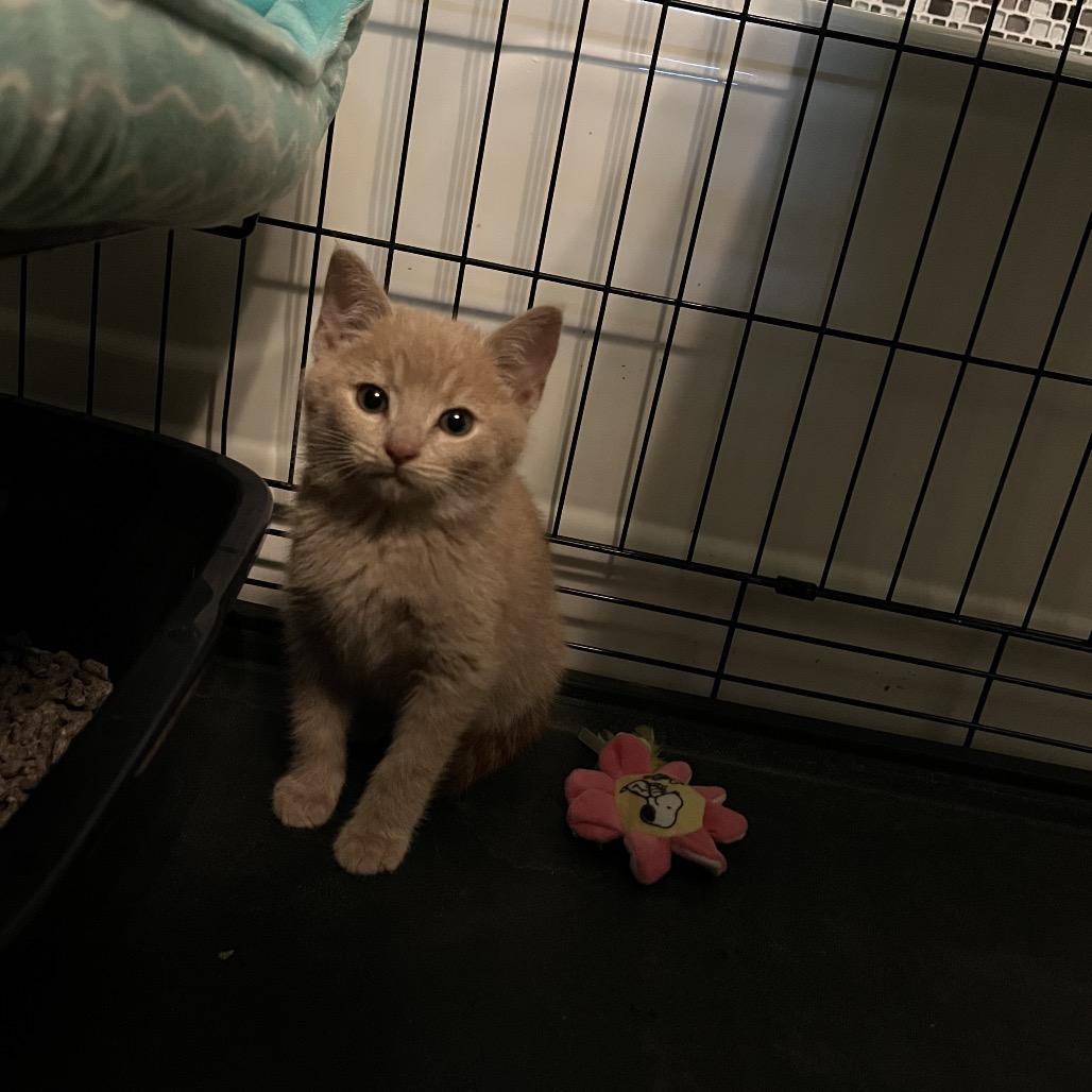 Ranger, a Adoptable Domestic Short Hair in Fresno, CA image 4/4