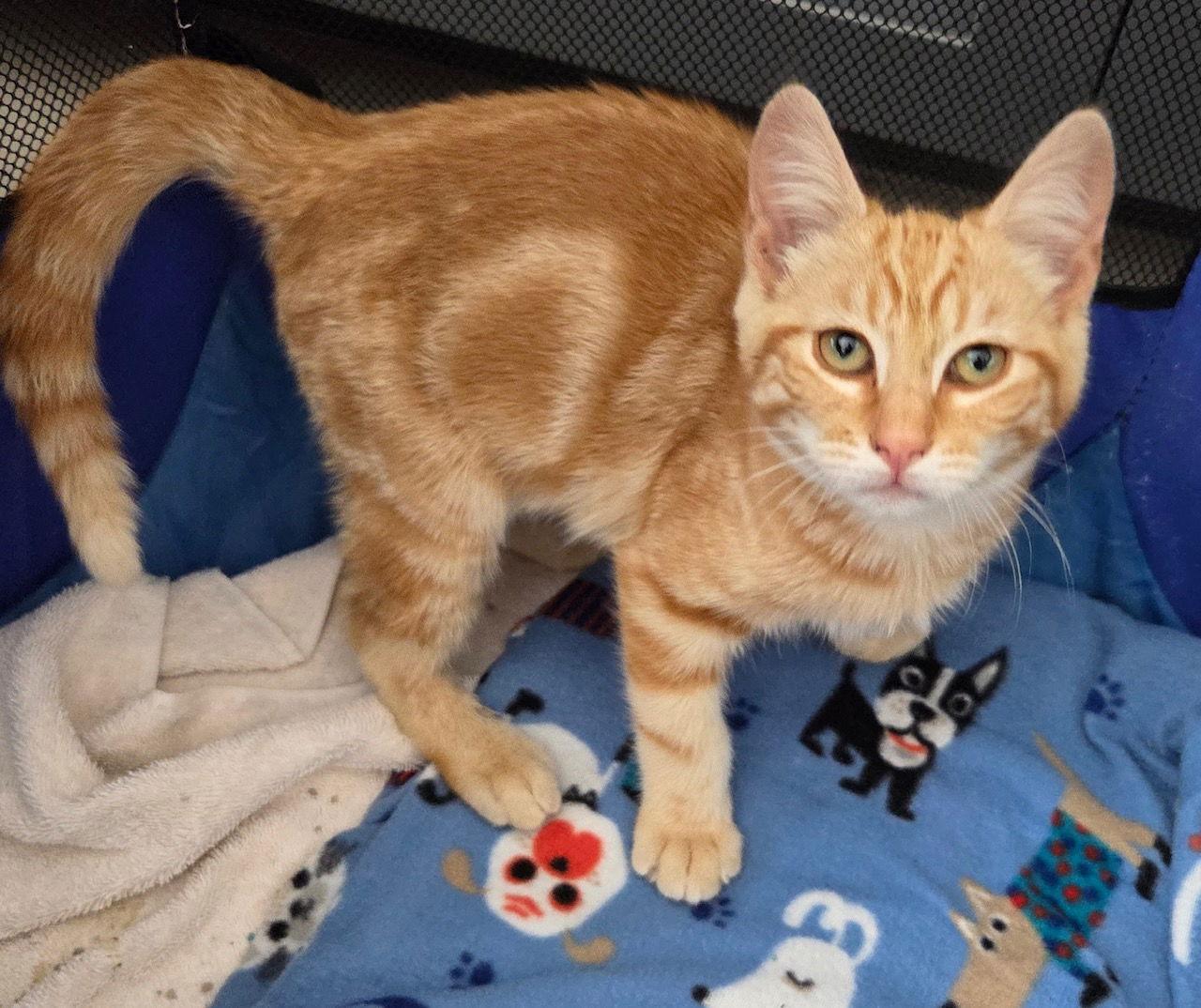 Nacho - New Best Bud, Adopted, Kitten Male Domestic Short Hair.