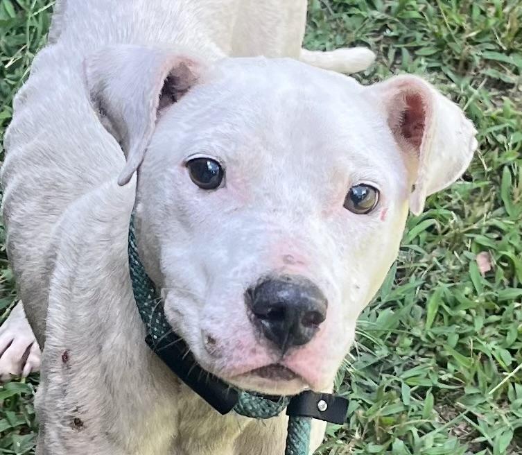 Coolio, sweet, young and gentle boy! Slender Frame loves his sister Freya!, Adoptable, Young Male American Bully.