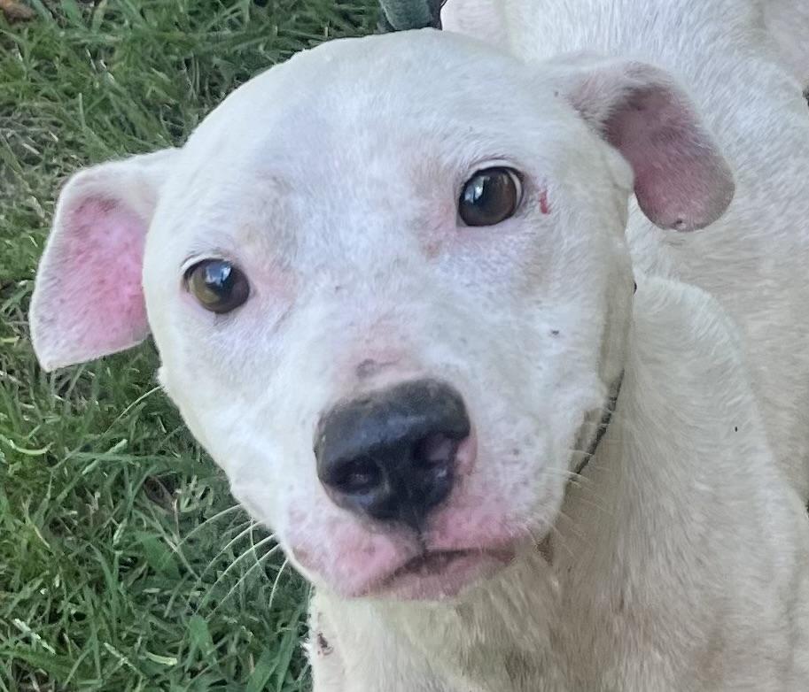 Enlarge Coolio, sweet, young and gentle boy! Slender Frame loves his sister Freya!, a Adoptable mixed breed in Danbury, CT image 3/4