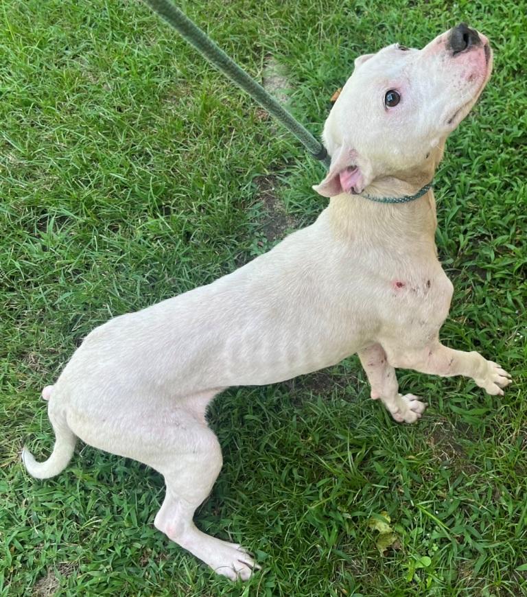 Enlarge Coolio, sweet, young and gentle boy! Slender Frame loves his sister Freya!, a Adoptable mixed breed in Danbury, CT image 4/4