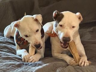 Enlarge Coolio, sweet, young and gentle boy! Slender Frame loves his sister Freya!, a Adoptable mixed breed in Danbury, CT image 2/4