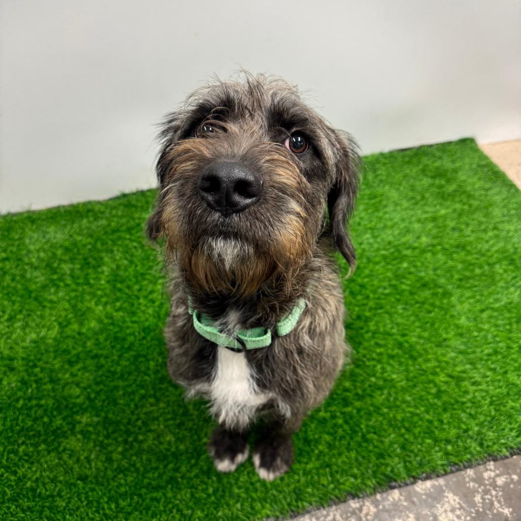 Enlarge Cohen, a Adoptable Mixed Breed in Columbia, MO image 1/3