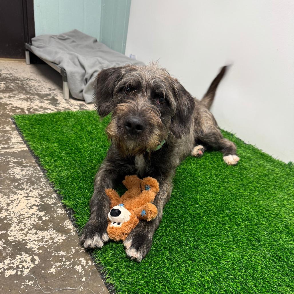 Enlarge Cohen, a Adoptable Mixed Breed in Columbia, MO image 2/3