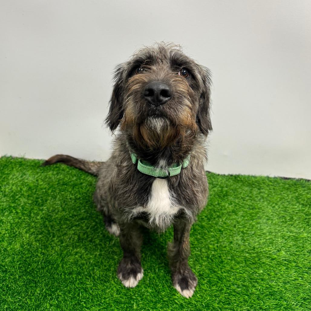 Enlarge Cohen, a Adoptable Mixed Breed in Columbia, MO image 3/3