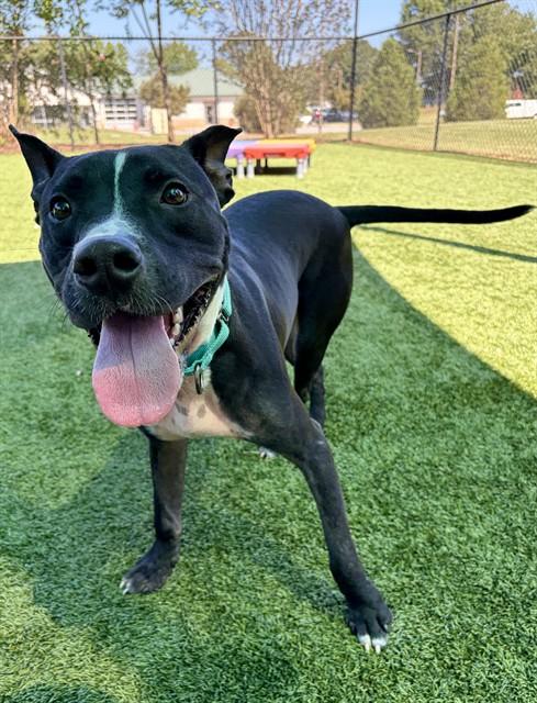 BOSCO, Adoptable, Young Male Staffordshire Bull Terrier.