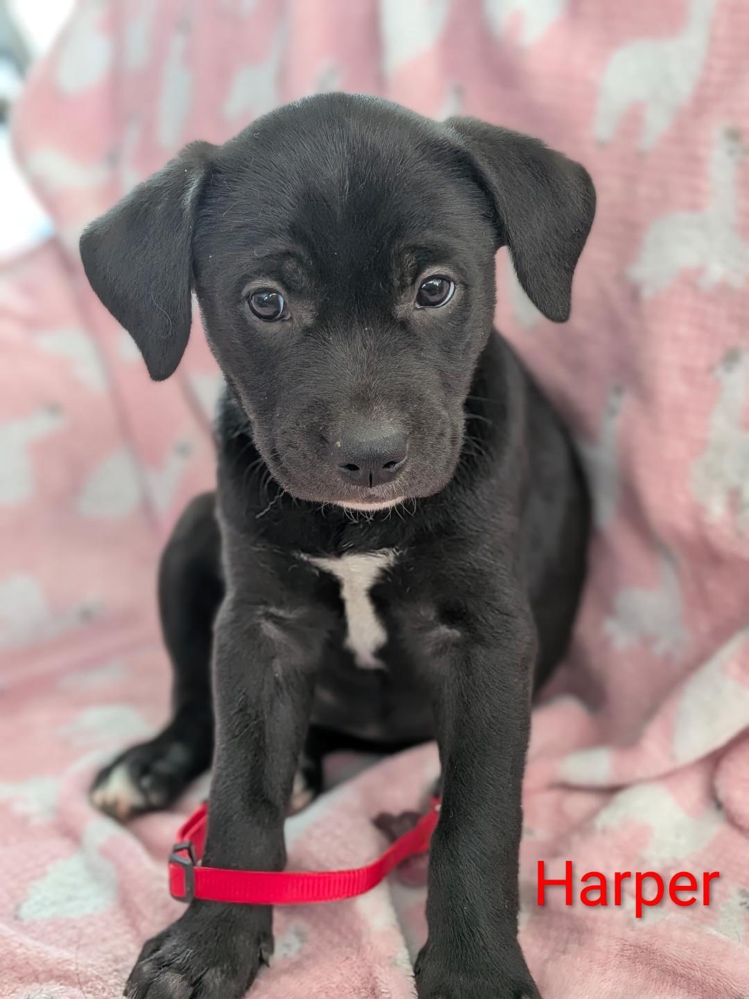 Enlarge Harper, a Adoptable Labrador Retriever in Littleton, CO image 2/3