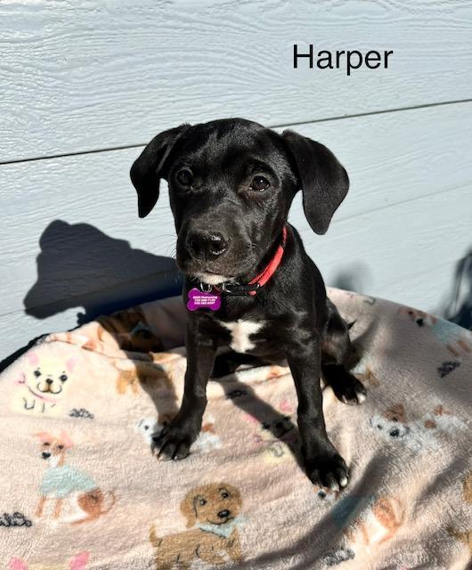Enlarge Harper, a Adoptable Labrador Retriever in Littleton, CO image 1/3