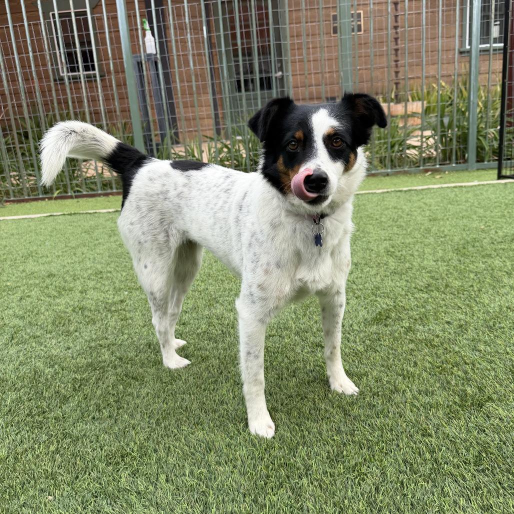 Moira, Adoptable, Adult Female Australian Cattle Dog / Blue Heeler.