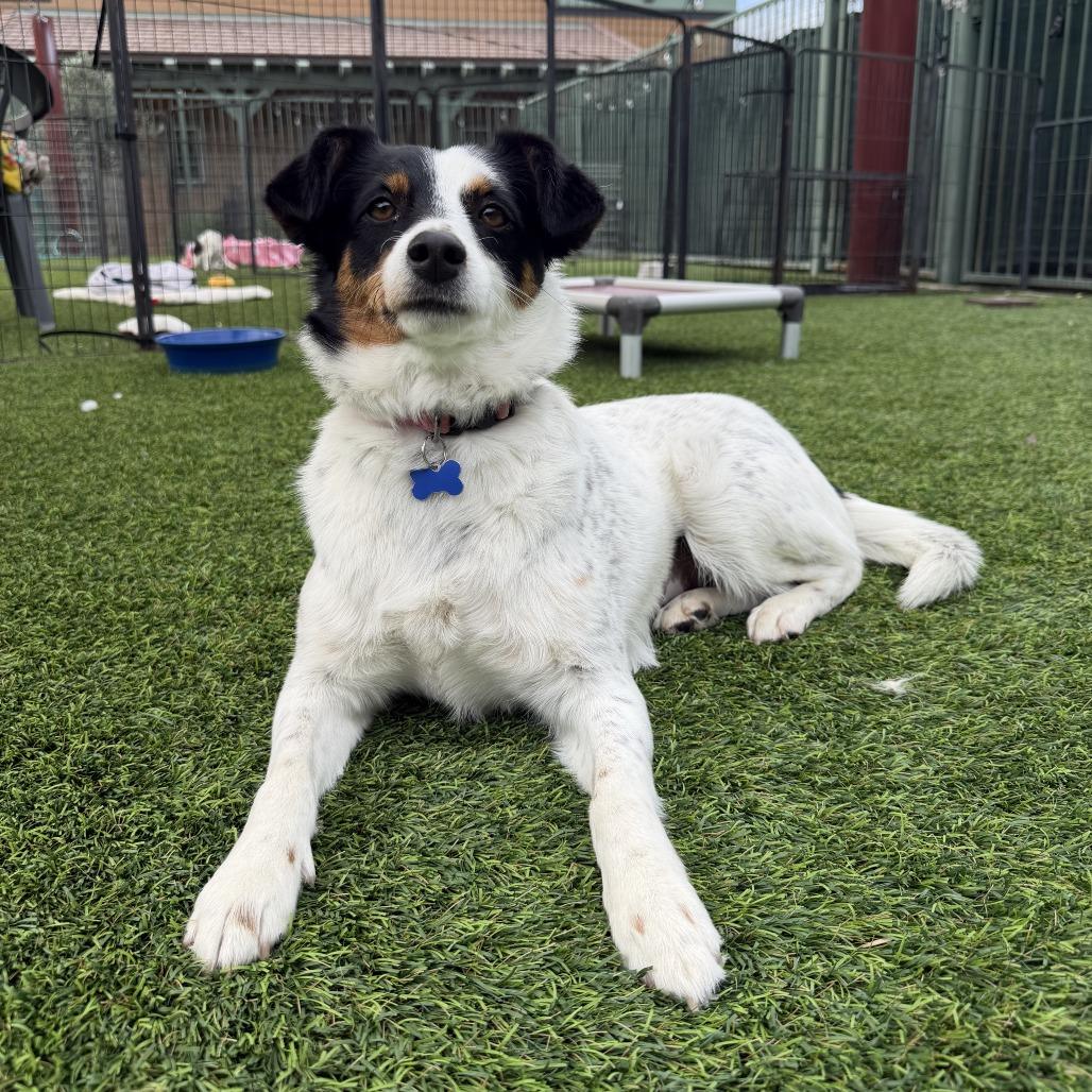 Enlarge Moira, a Adoptable Australian Cattle Dog / Blue Heeler in Agoura Hills, CA image 3/5