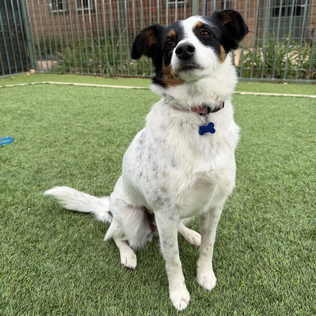 Enlarge Moira, a Adoptable Australian Cattle Dog / Blue Heeler in Agoura Hills, CA image 4/5
