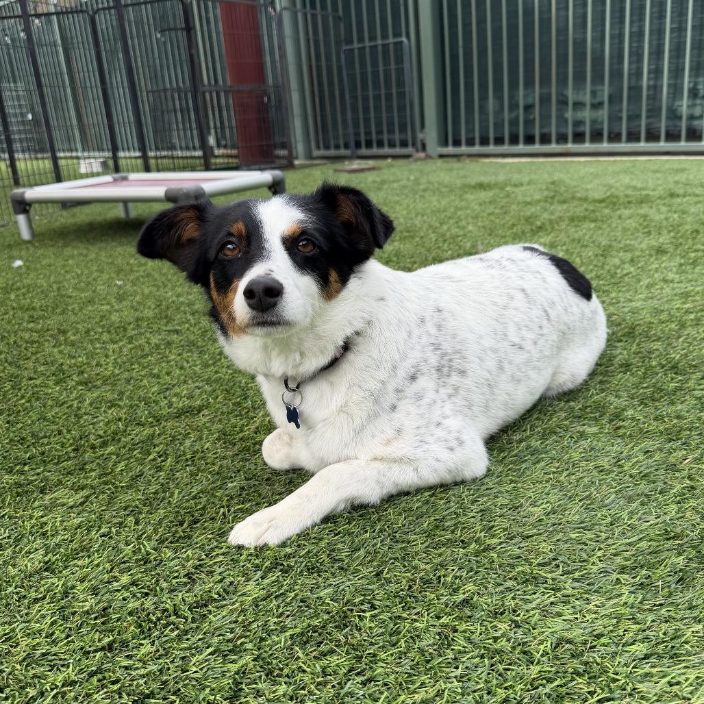 Enlarge Moira, a Adoptable Australian Cattle Dog / Blue Heeler in Agoura Hills, CA image 5/5