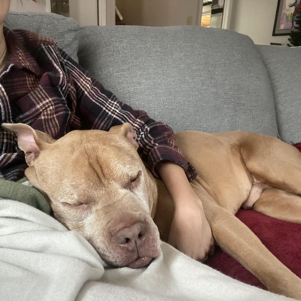 Koda, Adoptable, Senior Male Pit Bull Terrier.