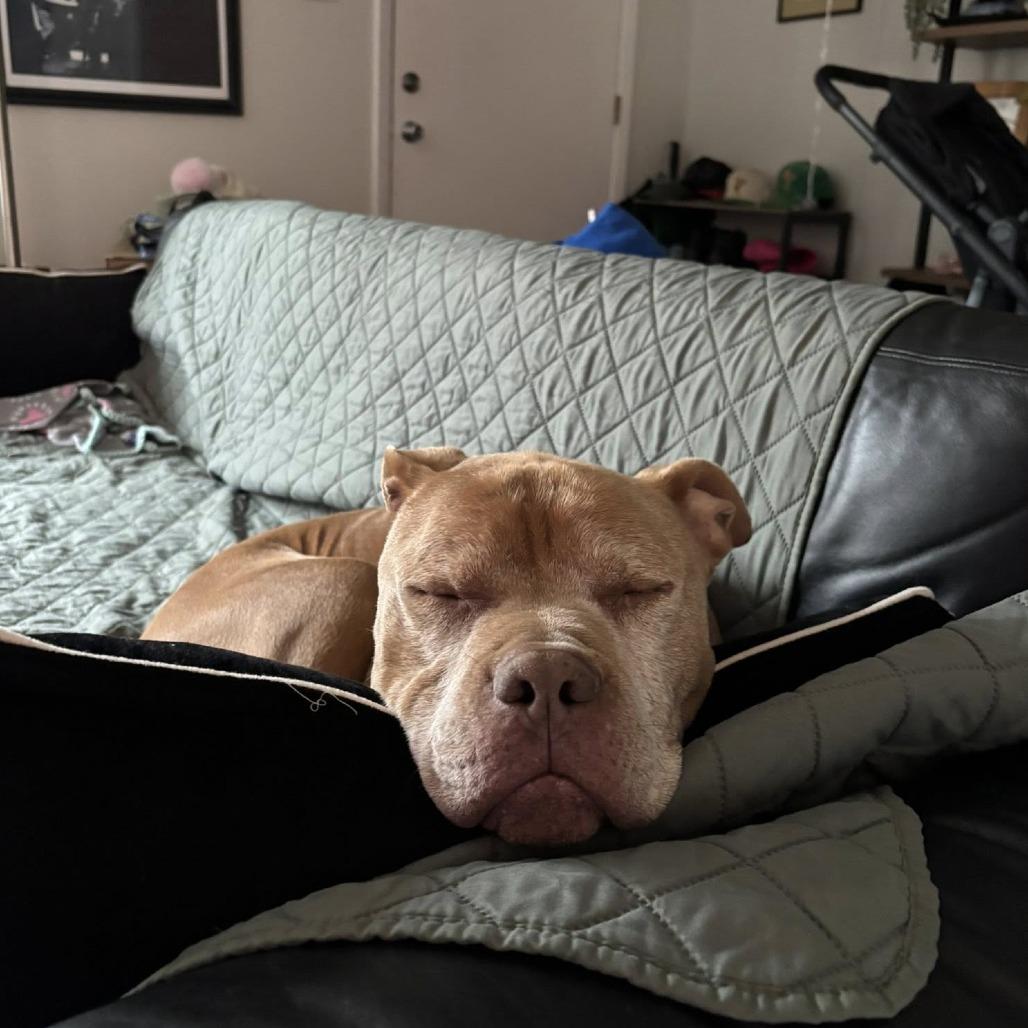 Koda, a Adoptable Pit Bull Terrier in Columbia, MO image 2/6