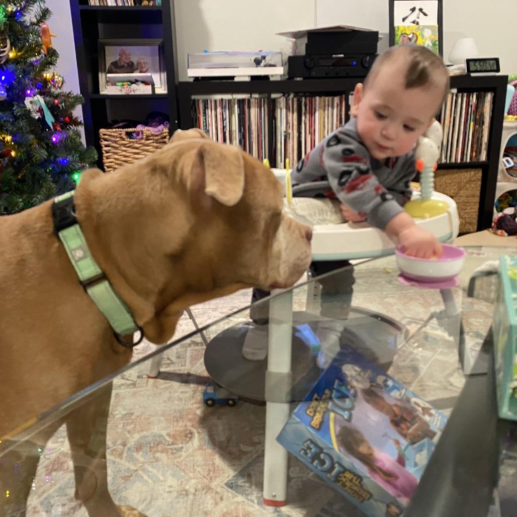 Koda, a Adoptable Pit Bull Terrier in Columbia, MO image 3/6