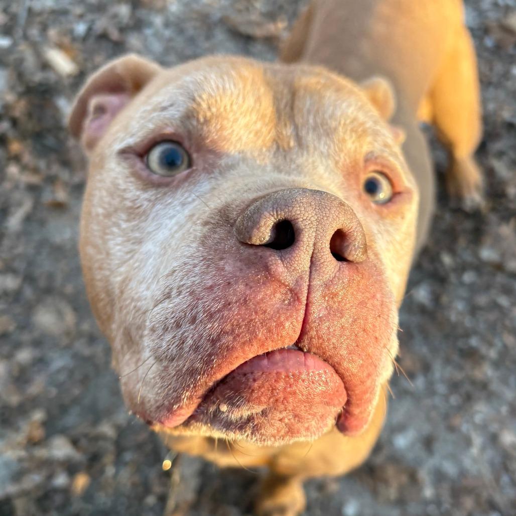 Koda, a Adoptable Pit Bull Terrier in Columbia, MO image 4/6