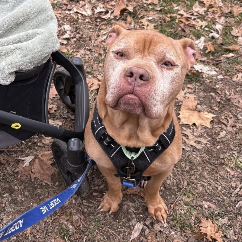 Koda, a Adoptable Pit Bull Terrier in Columbia, MO image 5/6