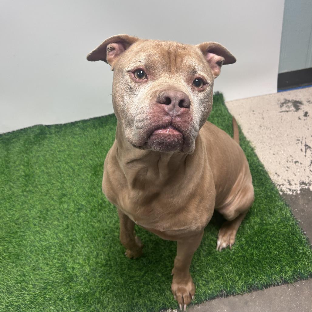 Koda, a Adoptable Pit Bull Terrier in Columbia, MO image 6/6