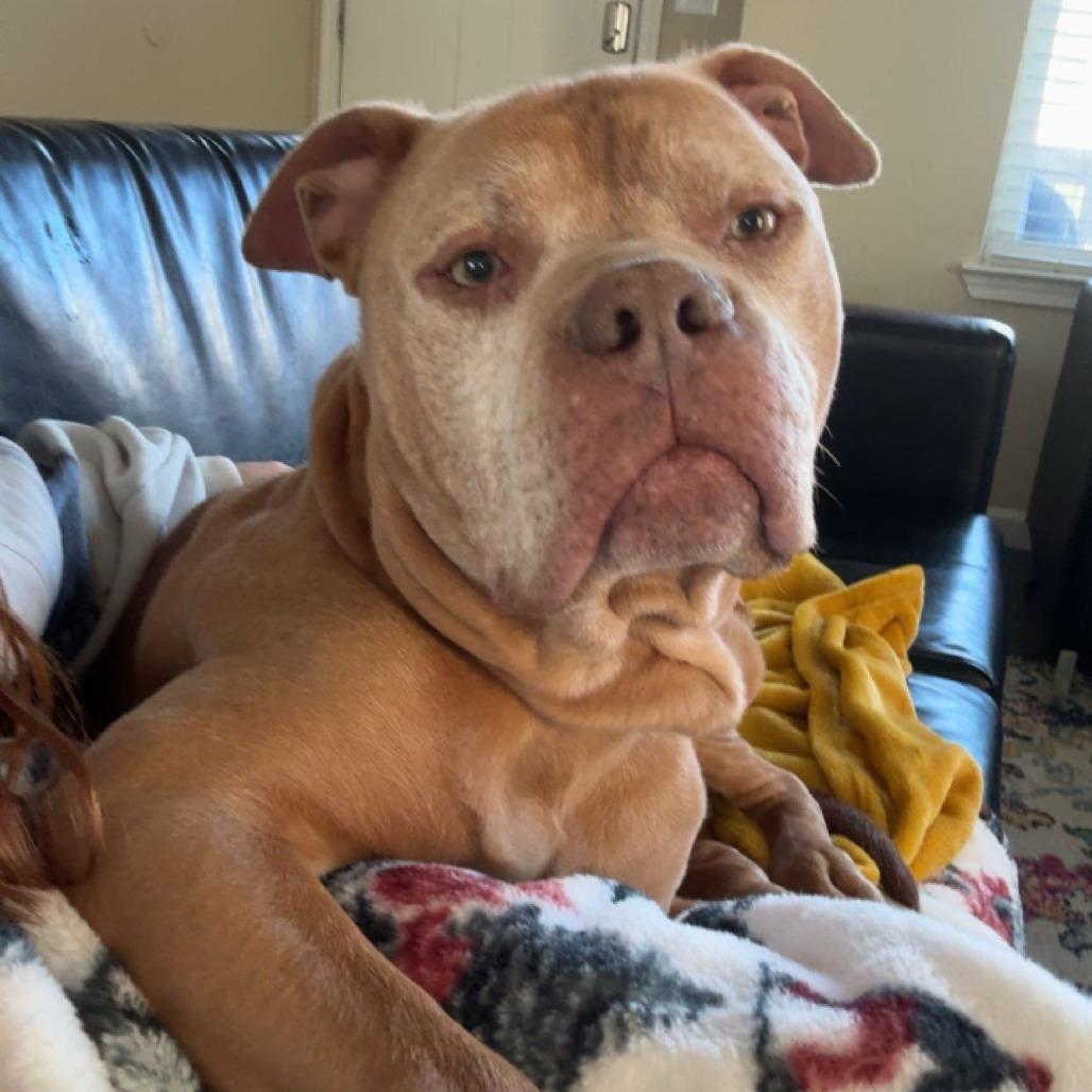 Enlarge Koda, a Adoptable Pit Bull Terrier in Columbia, MO image 6/6