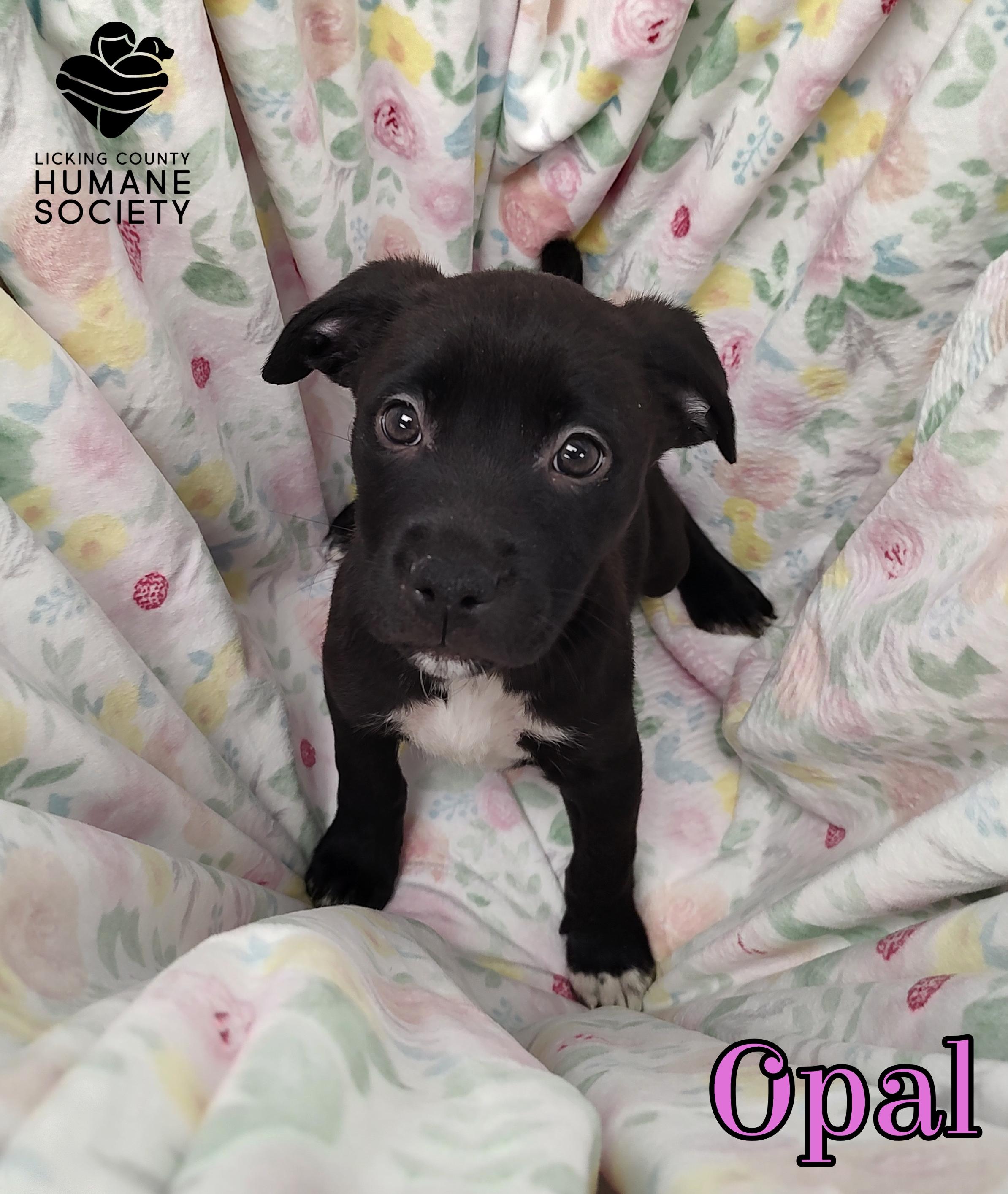 Enlarge Opal, a Adoptable mixed breed in Heath, OH image 1/1