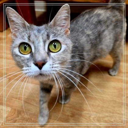 Luna, a Adoptable mixed breed in Woodstock, IL image 1/6