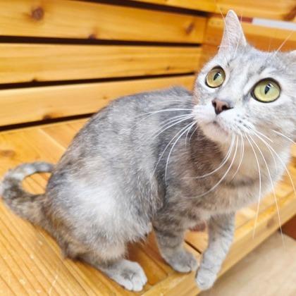 Luna, a Adoptable mixed breed in Woodstock, IL image 2/6