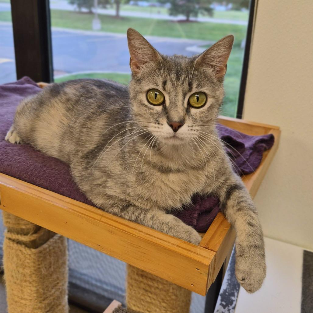 Luna, a Adoptable mixed breed in Woodstock, IL image 4/6