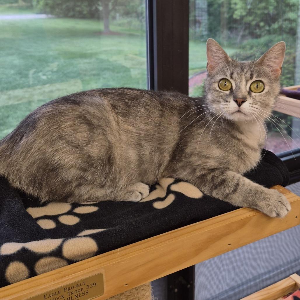 Luna, a Adoptable mixed breed in Woodstock, IL image 6/6