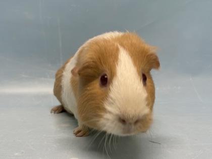 Lillie, a Adoptable mixed breed in Woodbury, MN image 2/2