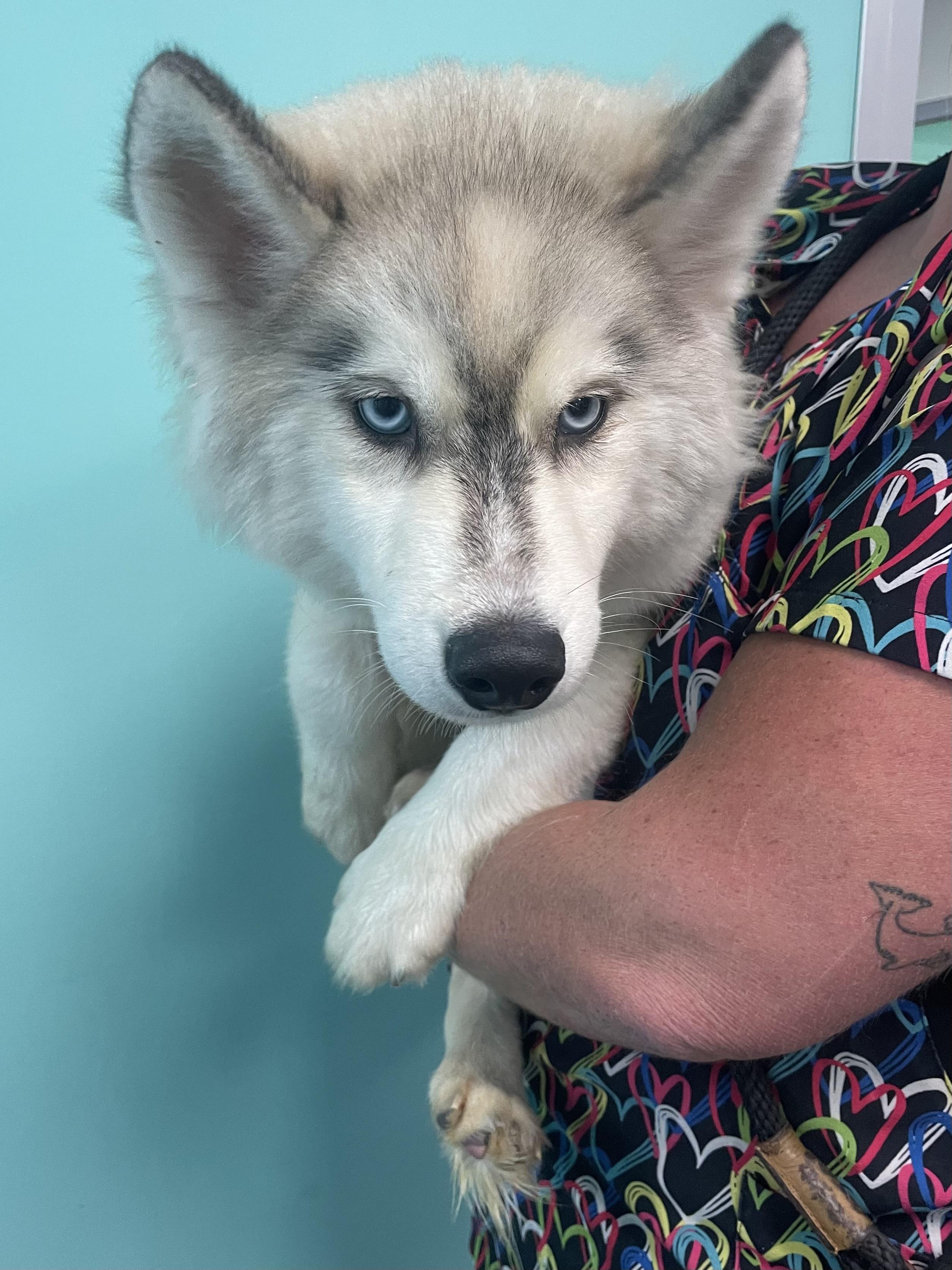 Alfred, an adopted mixed breed in Mishawaka, IN image 4/4
