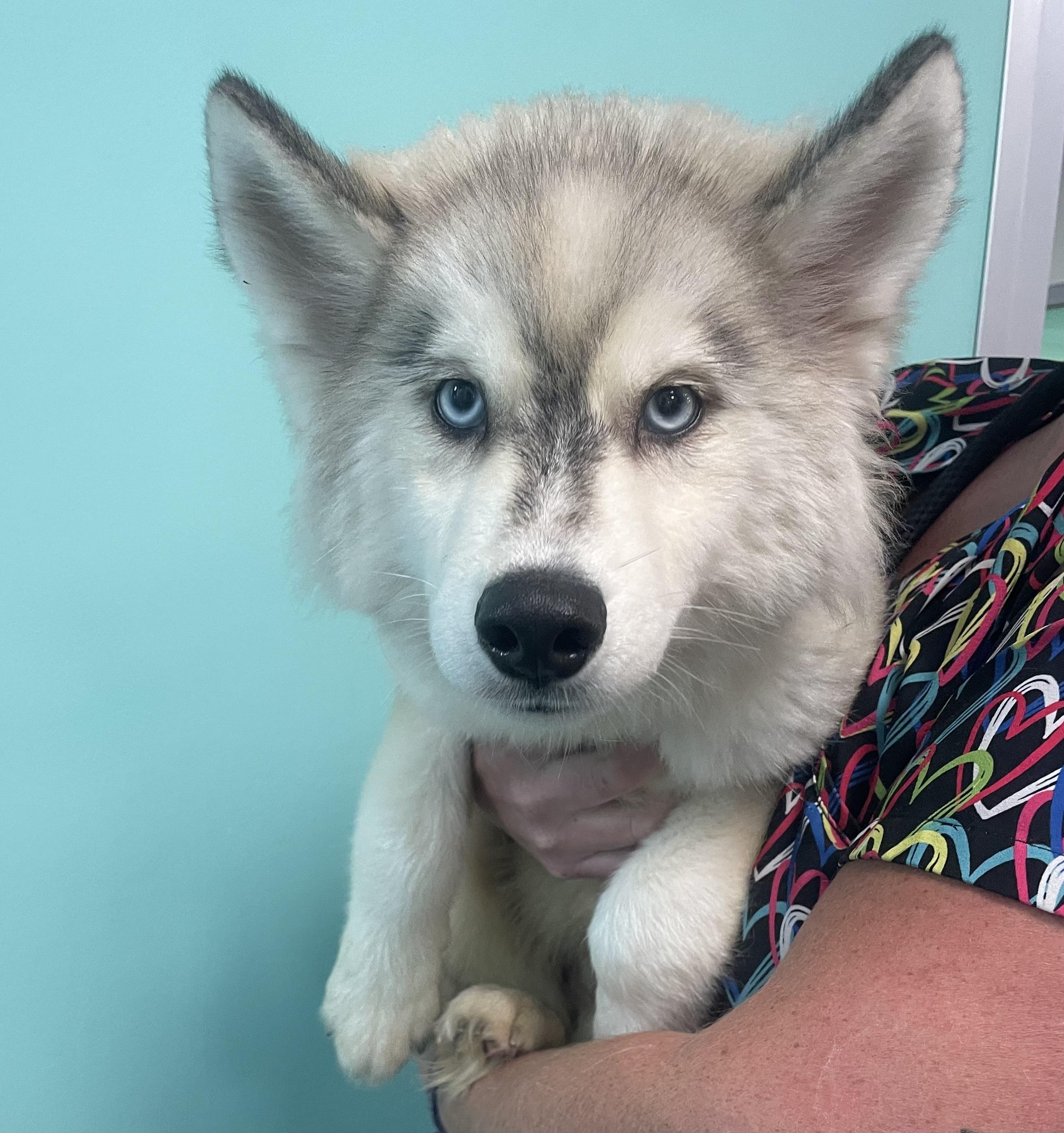 Alfred, an adopted mixed breed in Mishawaka, IN image 3/4