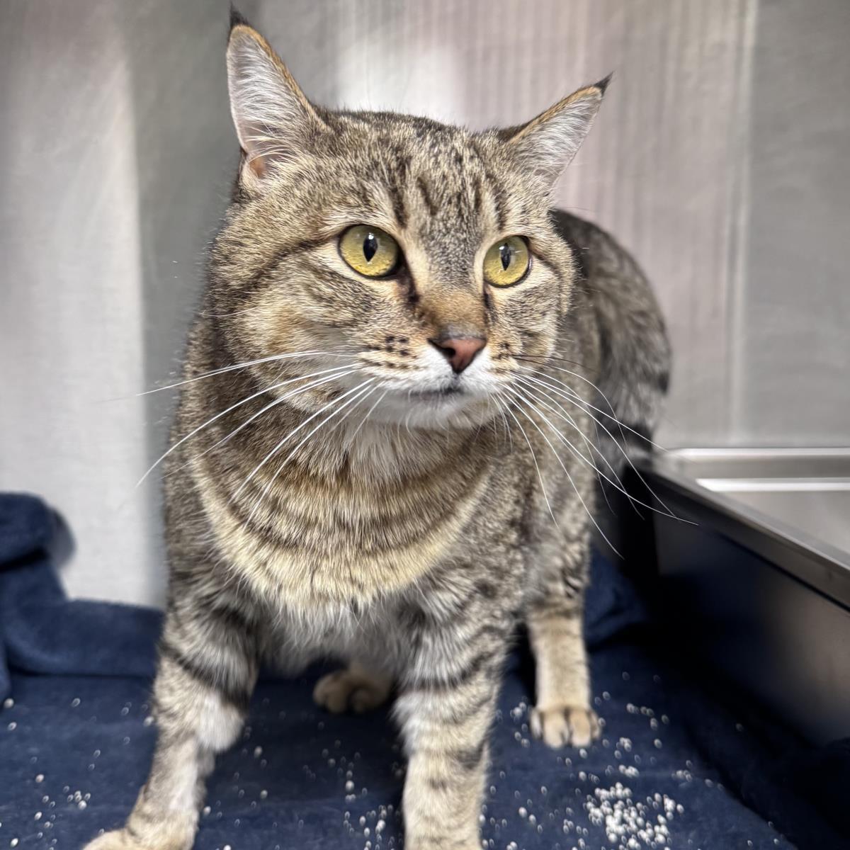 Ernie, Adoptable, Young Male Domestic Short Hair.