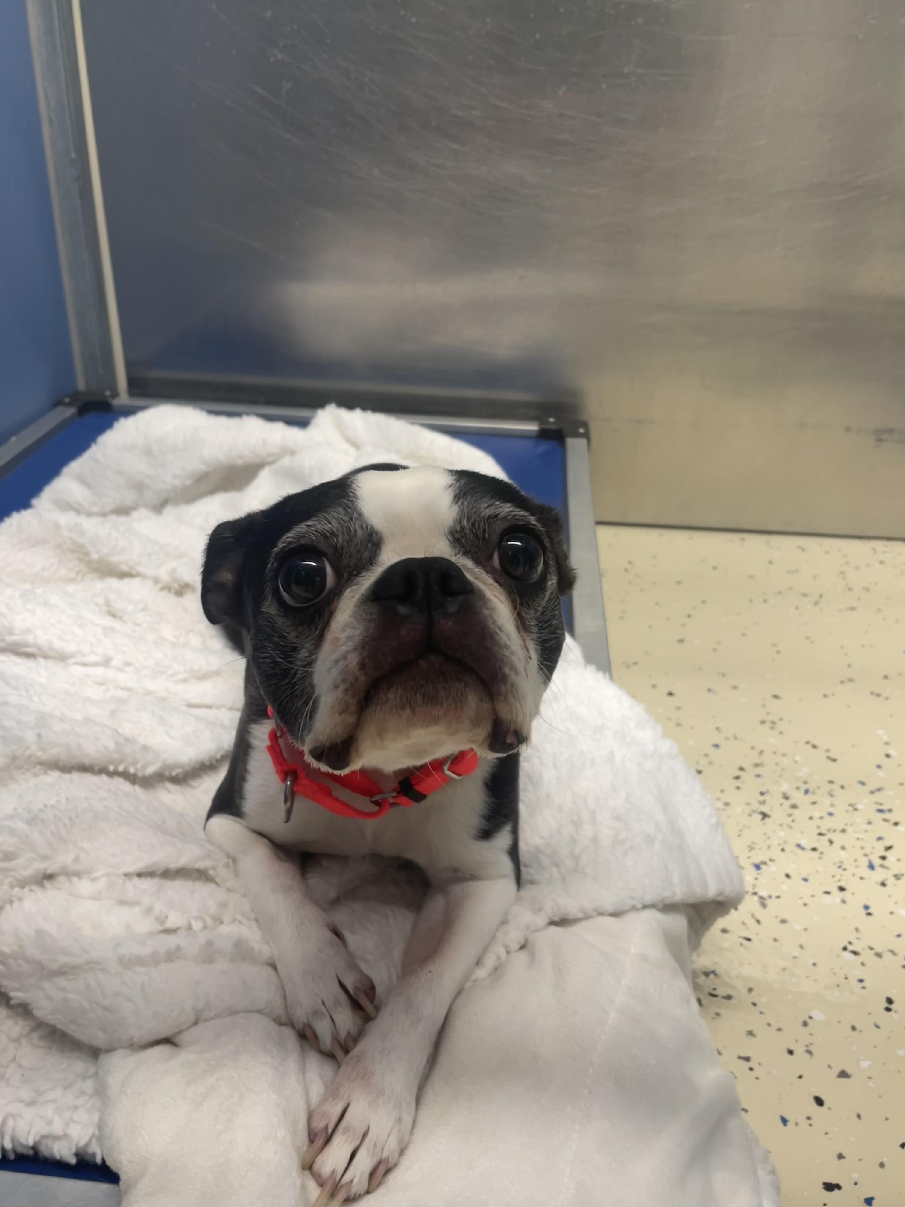 Enlarge Stella, an adopted Boston Terrier in AQUEBOGUE, NY image 3/3