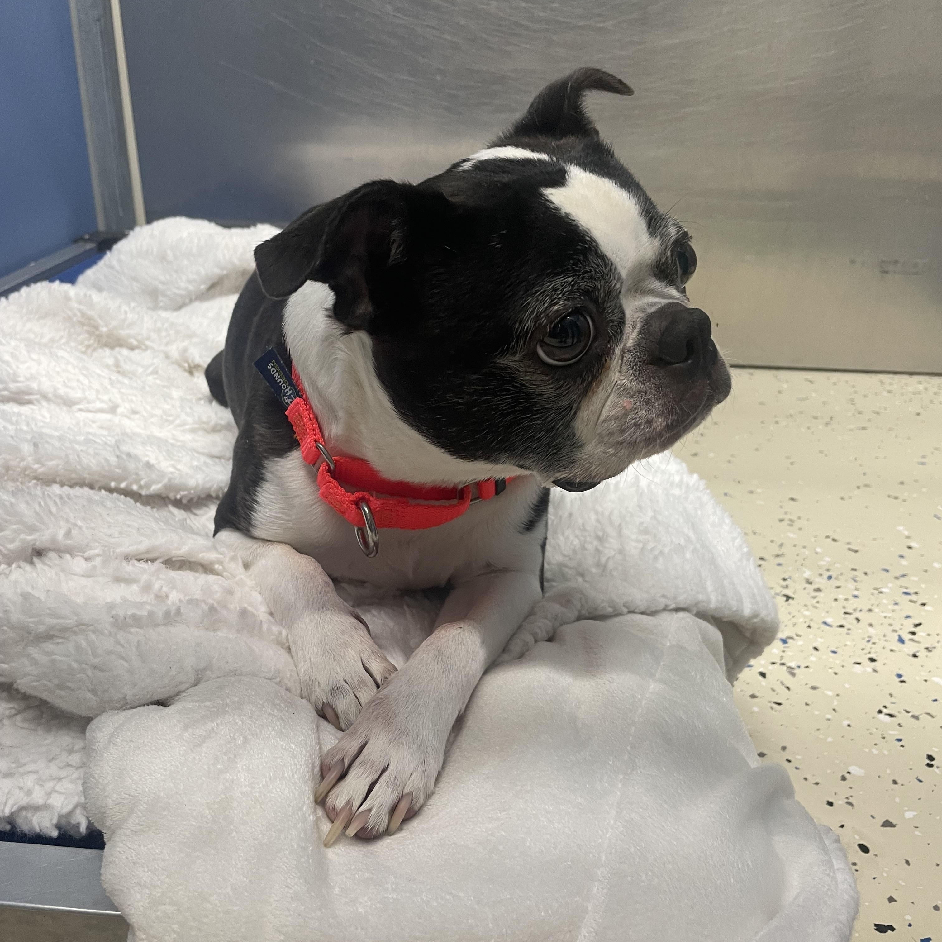 Stella, adopted, Adult Female Boston Terrier.