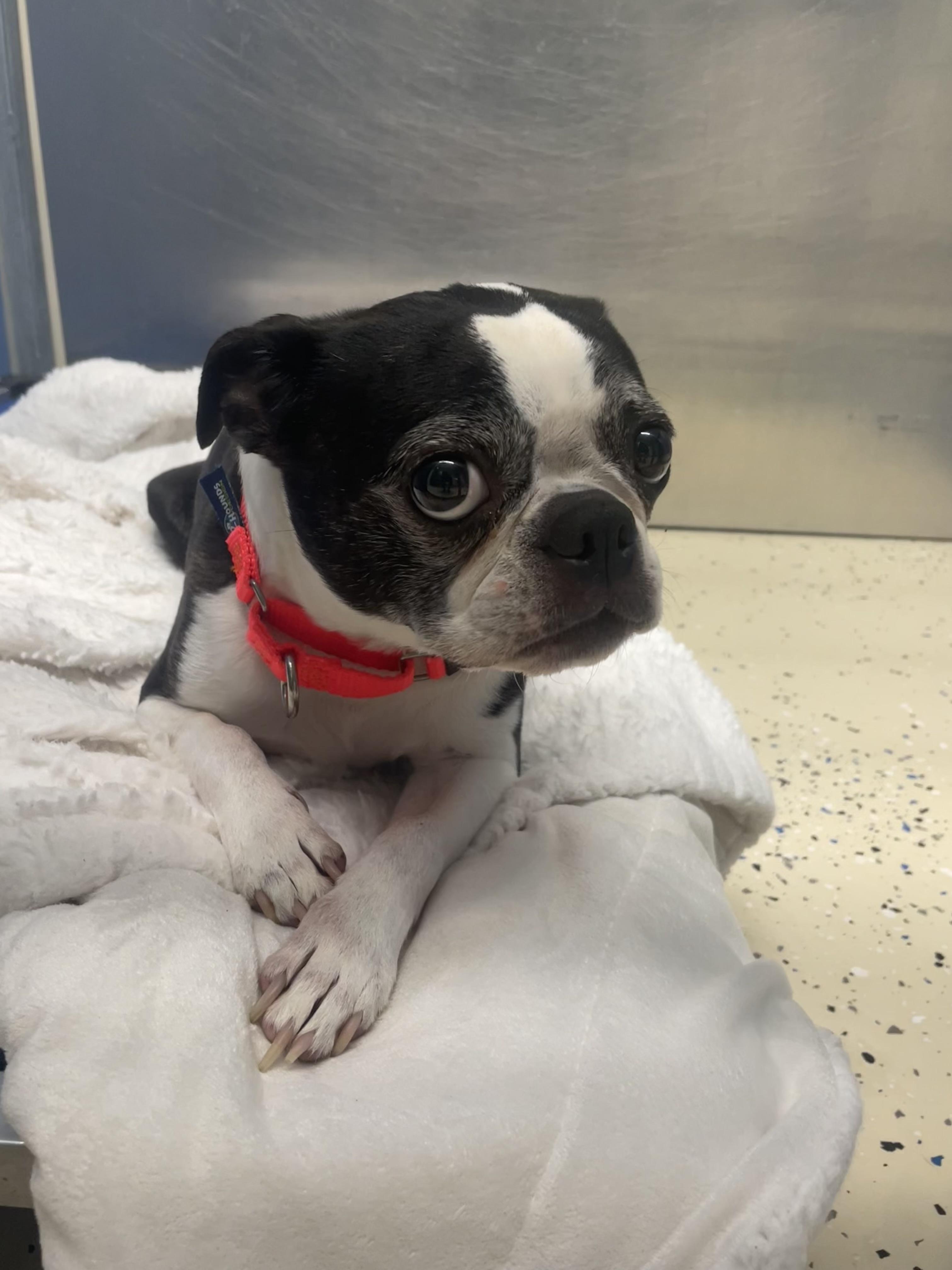 Enlarge Stella, an adopted Boston Terrier in AQUEBOGUE, NY image 2/3